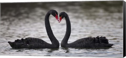 Framed In Love Black Swans Print