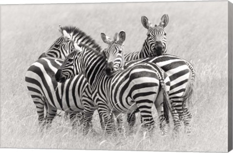 Framed Zebras Print