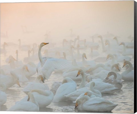 Framed Song Of The Morning Light Print