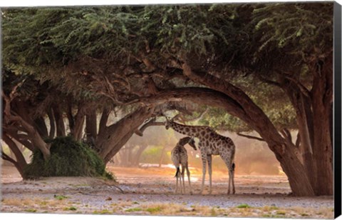 Framed Giraffe - Namibia Print