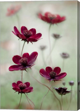 Framed Cosmos Sway Print