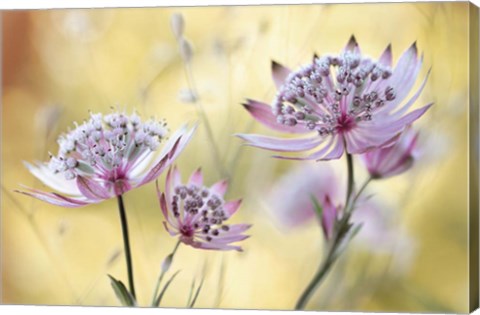 Framed Astrantia Major Print