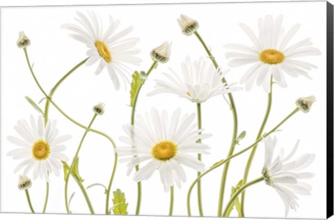 Framed Ox Eye Daisies Print