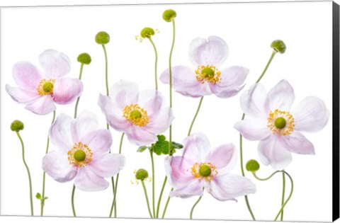 Framed Japanese Anemones Print