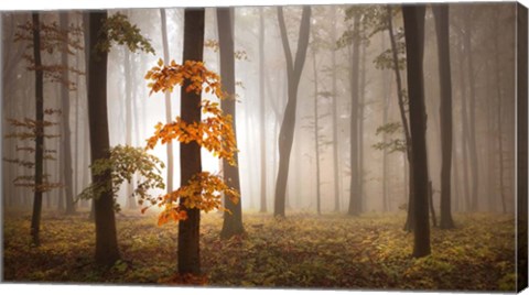 Framed In November Light Print