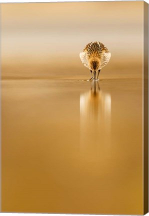 Framed Dunlin Reflection Print