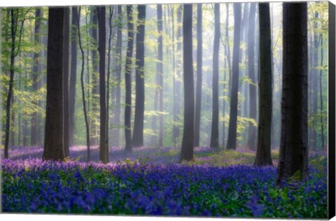 Framed Bluebells Print