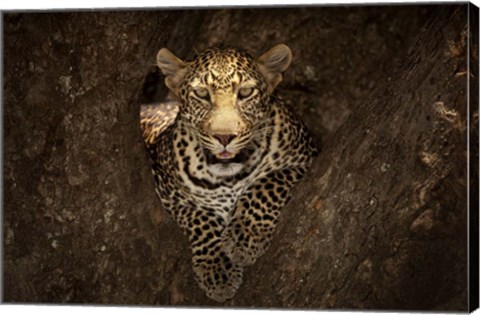 Framed Leopard Resting On A Tree At Masai Mara Print