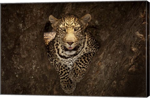 Framed Leopard Resting On A Tree At Masai Mara Print