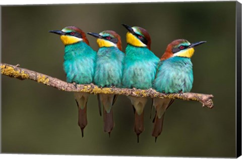 Framed Bee-Eater Resting Print