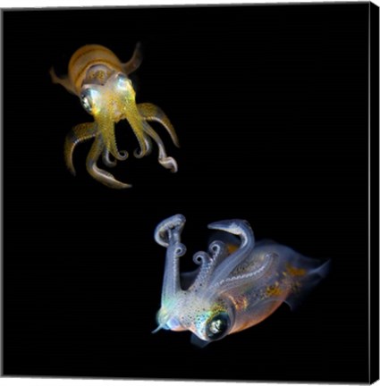Framed Sea Jewels Print