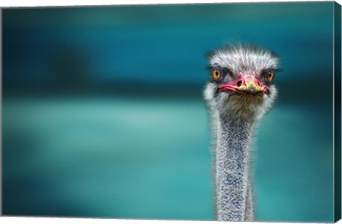 Framed Ostrich Protecting Two Poor Chicken From The Wind Print