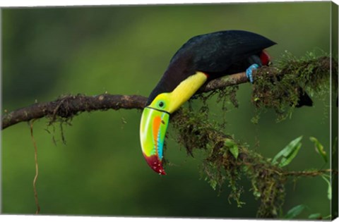 Framed Colors Of Costa Rica Print