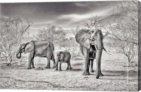 Framed Dry Season (BW) Print