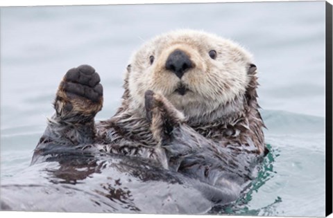 Framed Yesterday I Caught A Fish This Big! - Otter, Alaska Print