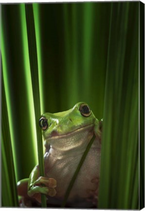 Framed Green Frog Print