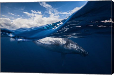 Framed Humpback Whale And The Sky Print