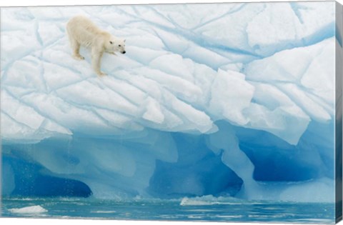 Framed Polar Bear Print