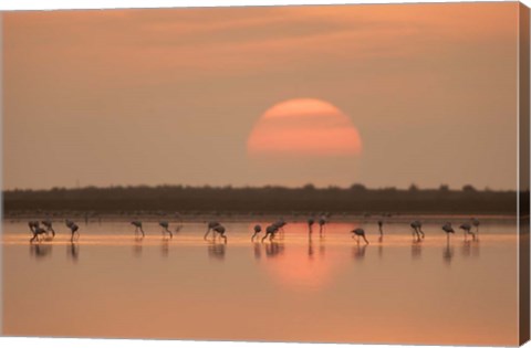Framed Flamingos At Sunrise Print