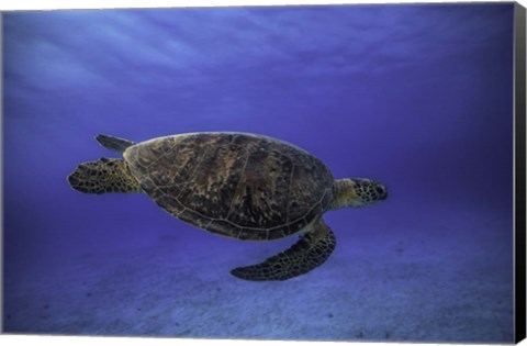 Framed Green Turtle In The Blue Print