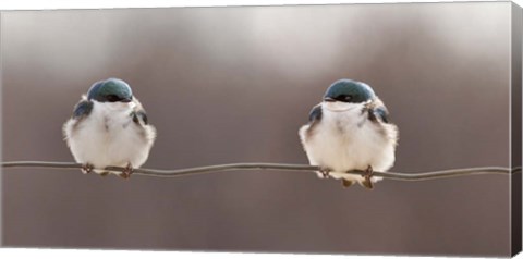 Framed Birds On A Wire Print