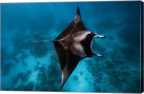 Framed Manta Fly! Print