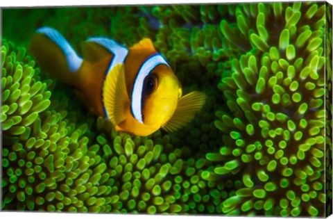 Framed Yellow Clownfish On Green Anemon Print