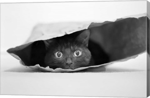 Framed Cat In A Bag Print