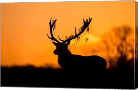 Framed Red Deer Stag Silhouette Print