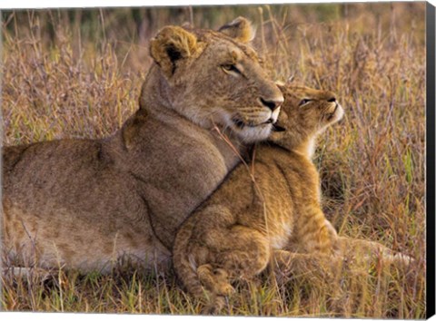 Framed Baby Lion With Mother Print