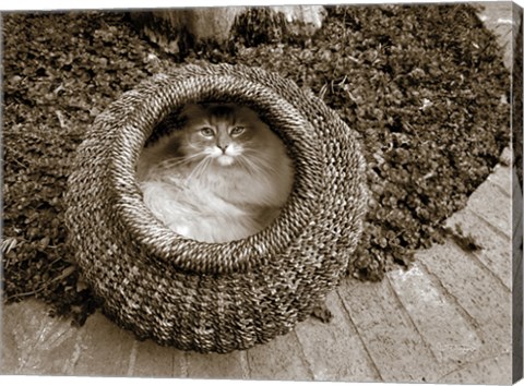 Framed Cat in a Basket Print