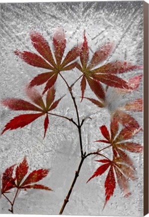 Framed Red Maple Print