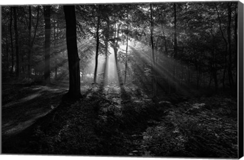 Framed Sunny Morning Print