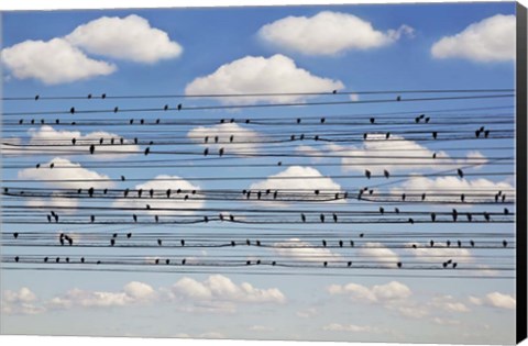 Framed Cantus Arcticus - Concerto For Birds Print