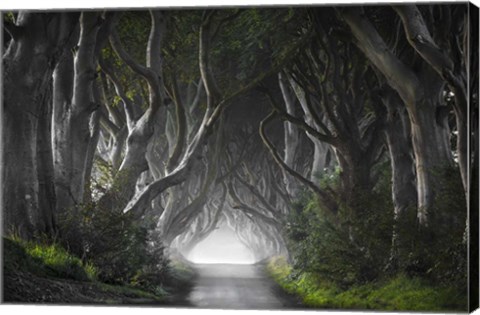 Framed Dark Hedges Print