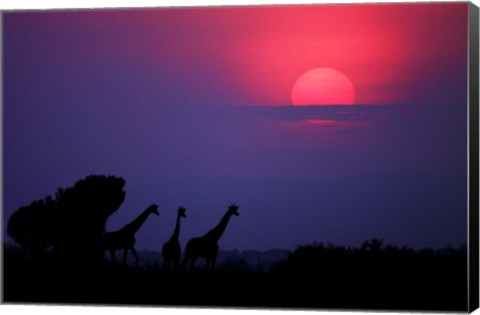 Framed Sunrise In Uganda Print