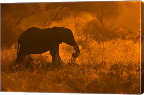 Framed Golden Elephant In Savute Print