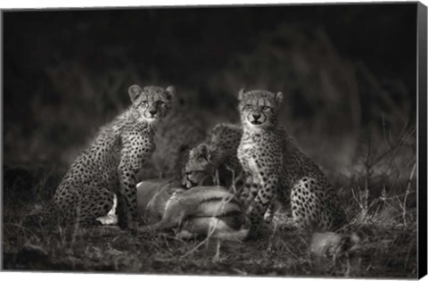 Framed Cheetah Cubs Print