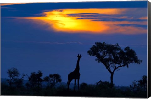 Framed Giraffe At Sunset Print