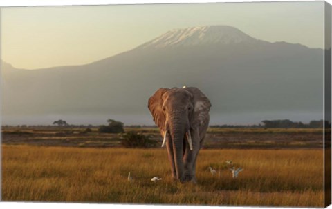 Framed Under The Roof Of Africa Print