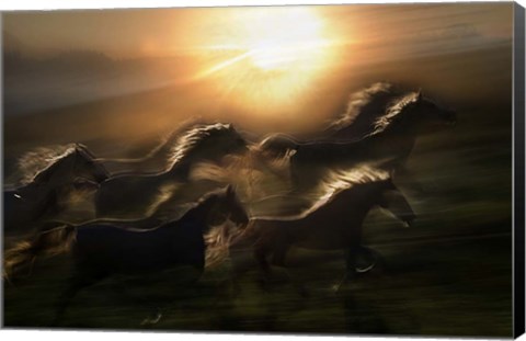 Framed Morning  Gallop Print