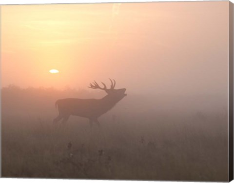 Framed Misty Morning Stag Print