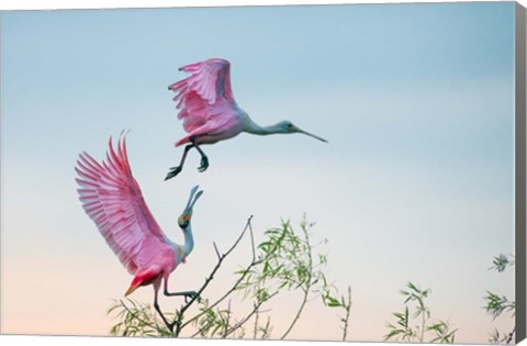 Framed Rosy Pair (Roseate Spoonbills) Print