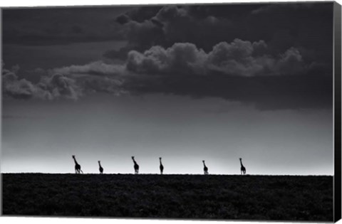 Framed 6 Giraffes Print