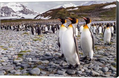 Framed Penguins Of Salisbury Plain Print