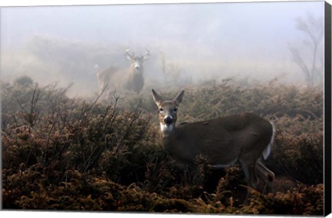 Framed White-Tailed Deer Print