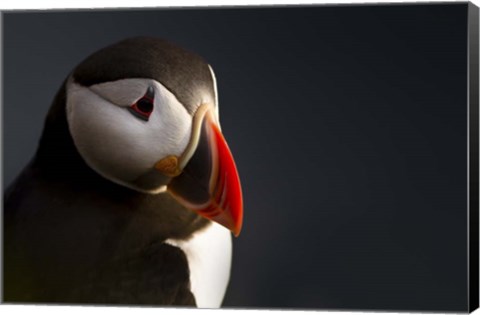 Framed Puffin Portrait Print