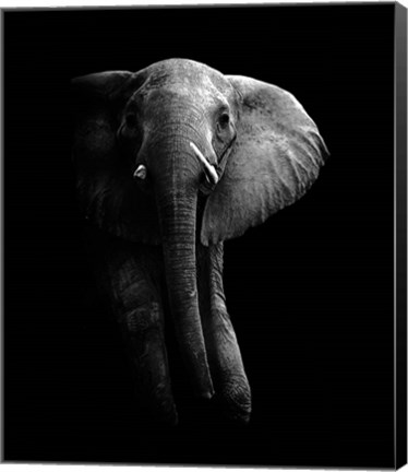 Framed Elephant! Print