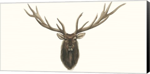 Framed Elk Bust Print