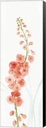 Framed Rainbow Seeds Flowers VII Coral Print